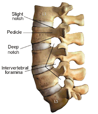Artrologia da coluna, ligamentos periféricos