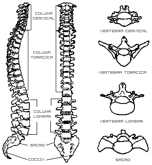Osteologia da coluna